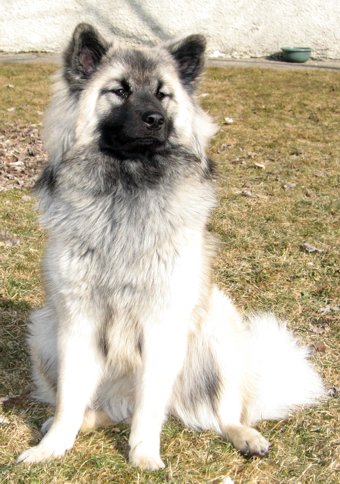 Coja - Kazuki